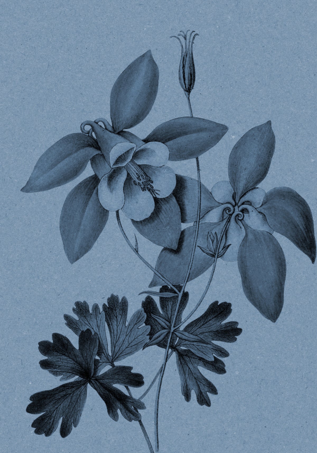 Blue Columbine Botanical Study