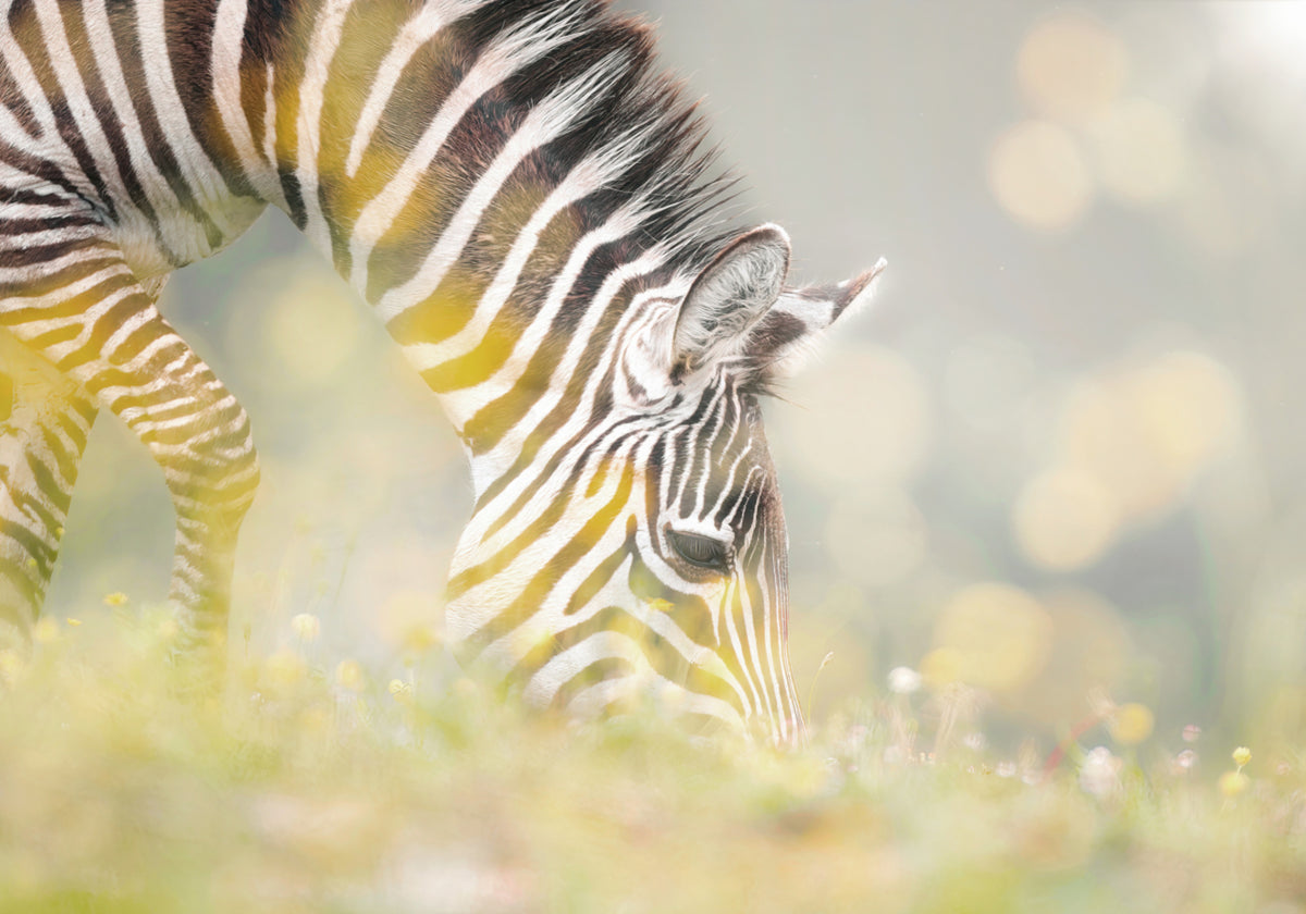 Peaceful Zebra Foal