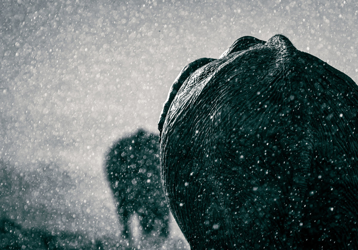 Elephants In The Rain