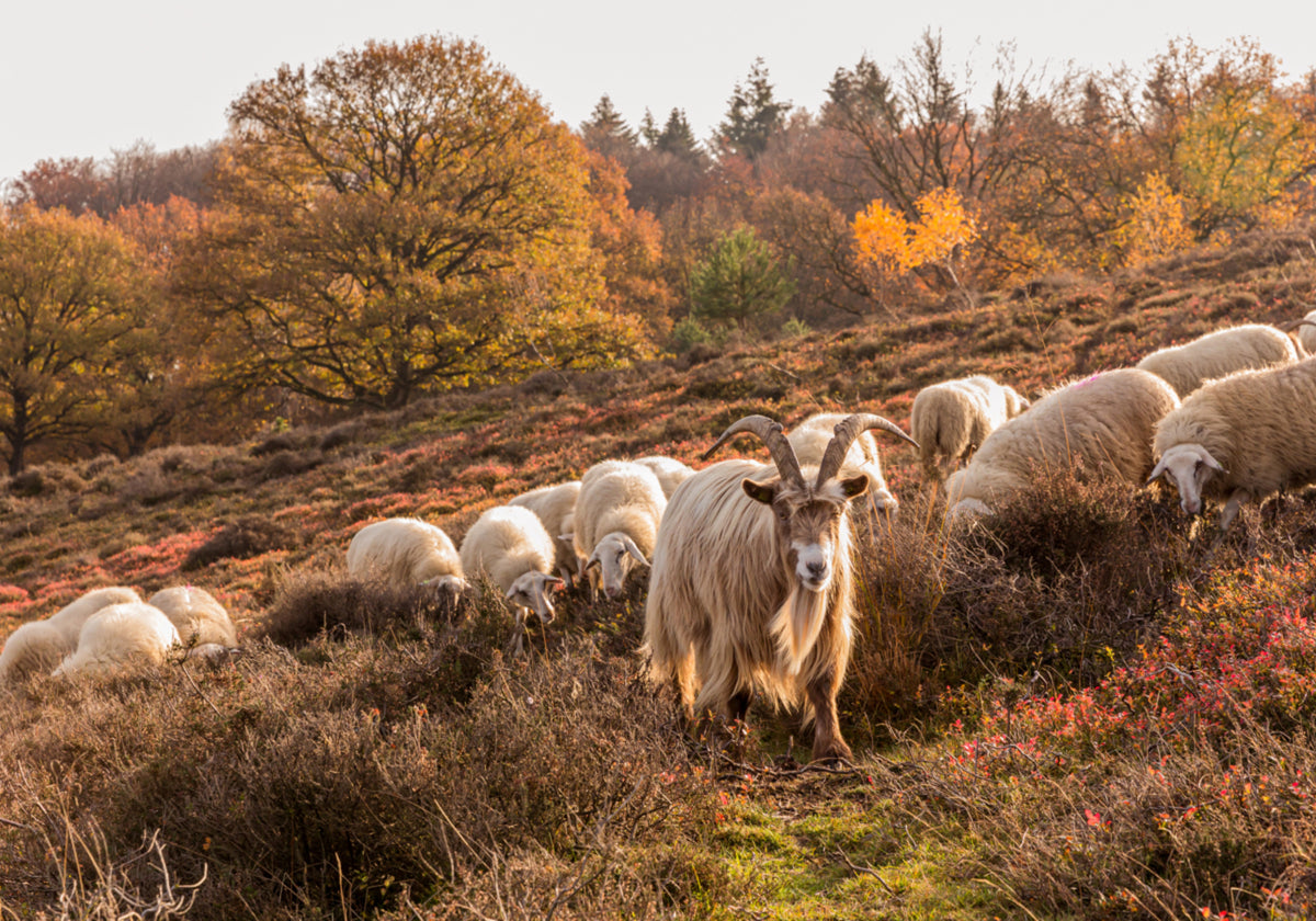 Autumn Goat and Sheep