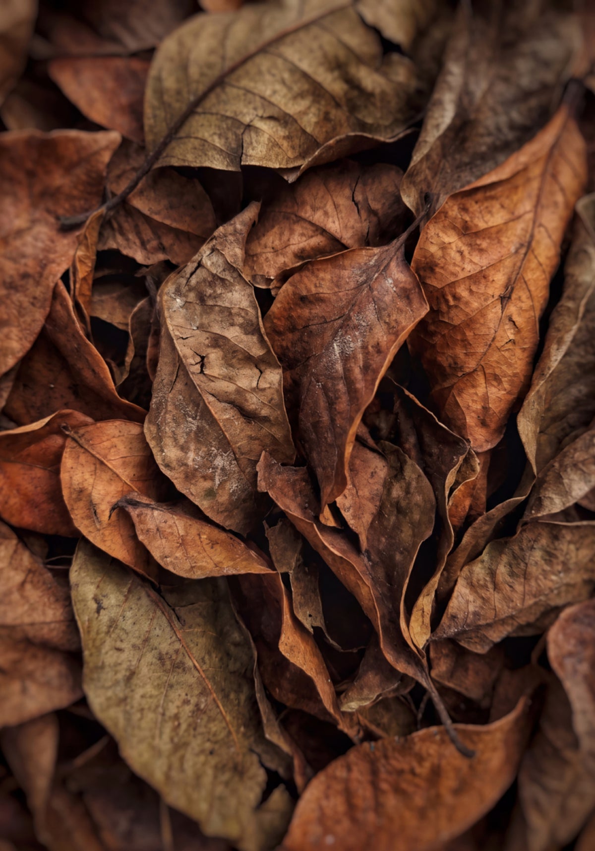 Textured Autumn Leaves