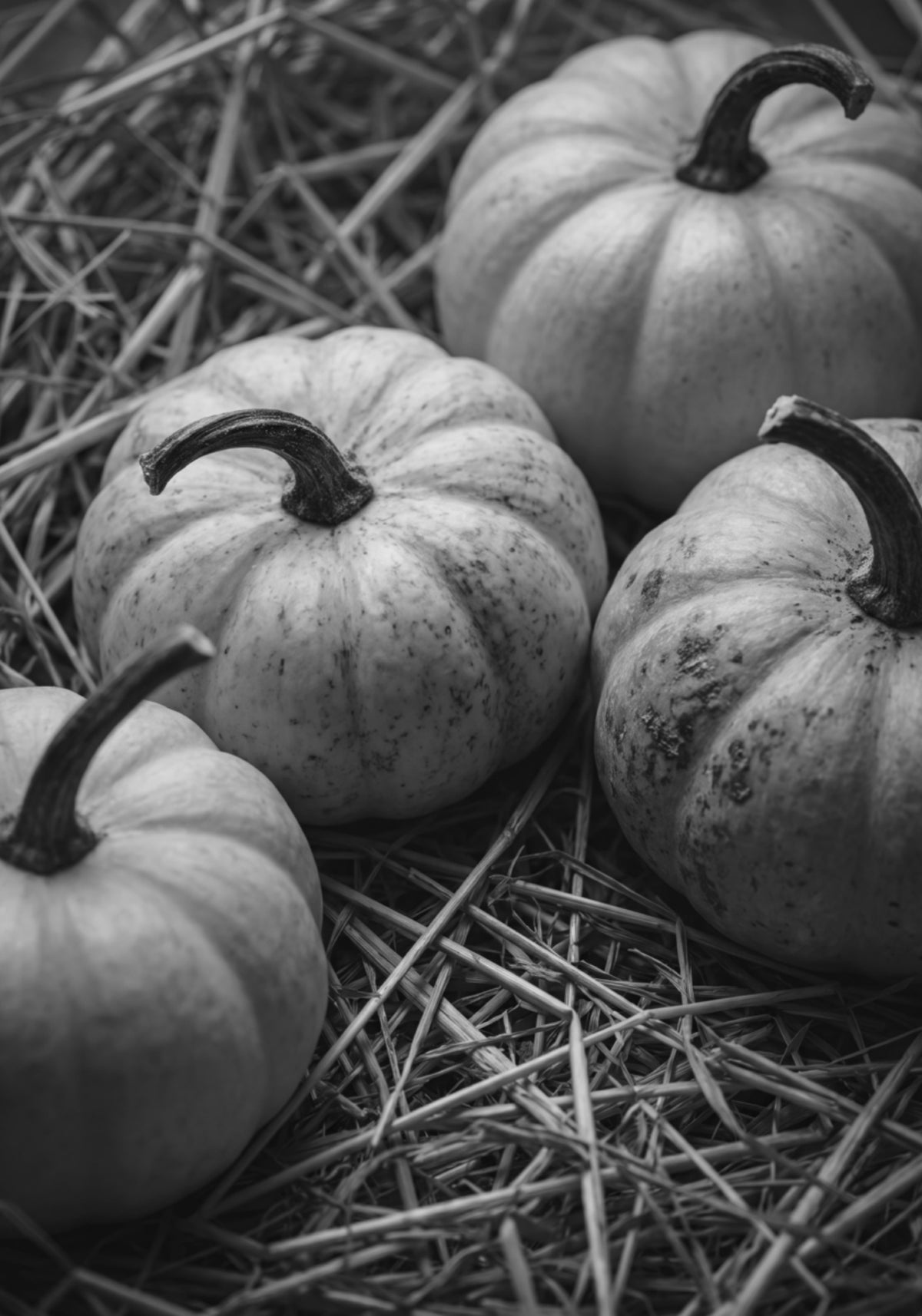 Autumn Harvest Pumpkins