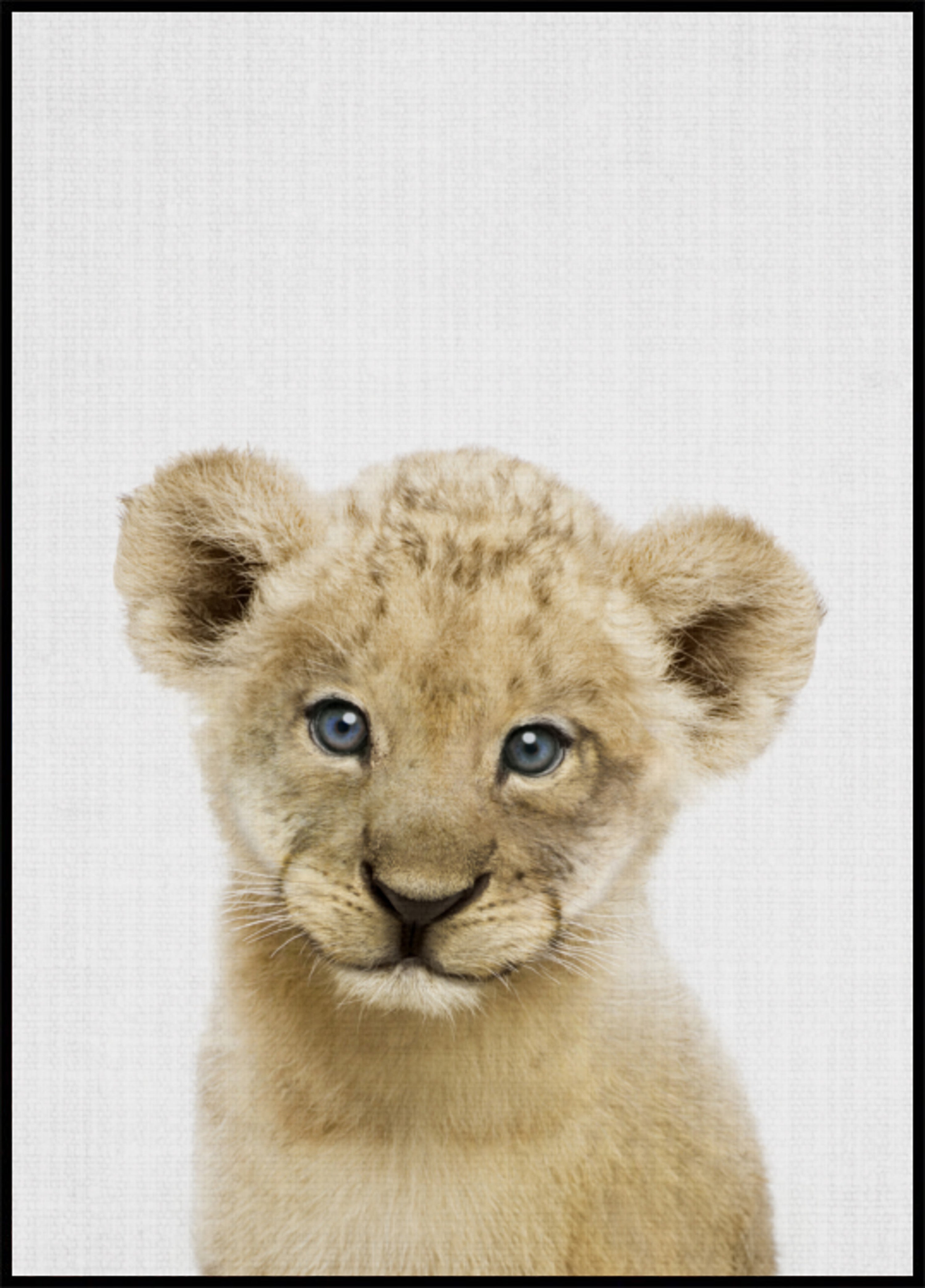 Sweet Lion Cub