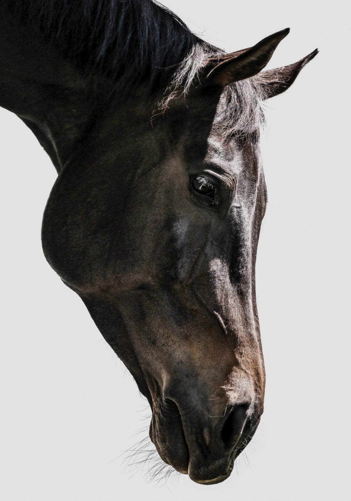 Gentle Equine Gauze