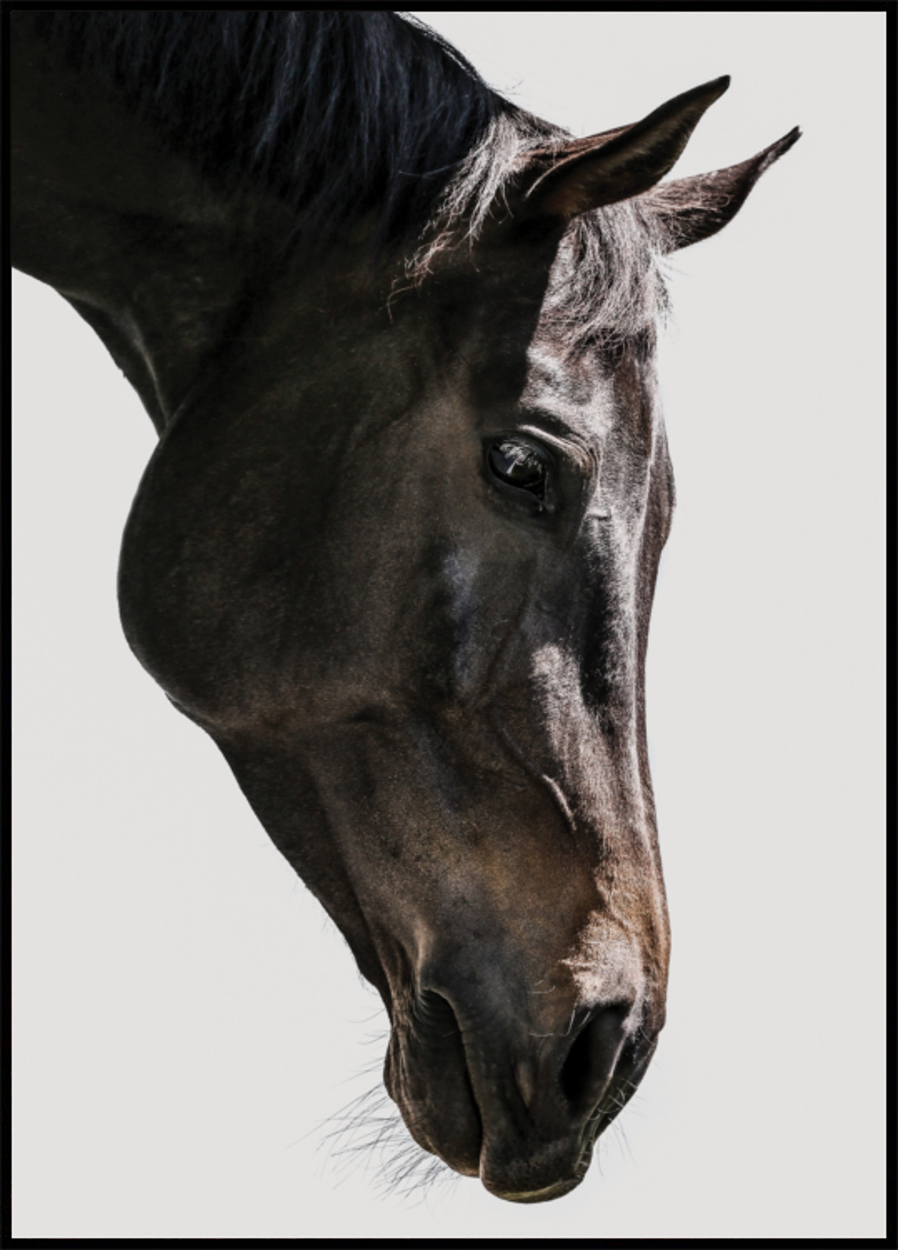 Gentle Equine Gauze