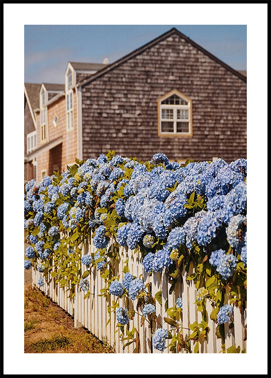 Cannon Beach Hydrangeas (NEW) - Posterbox