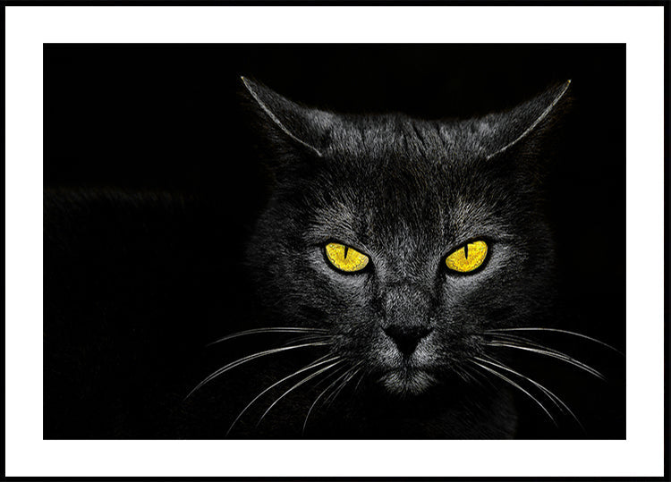 Black Cat Plakat - Posterbox