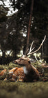 Deer In The Forest Poster - Posterbox.dk