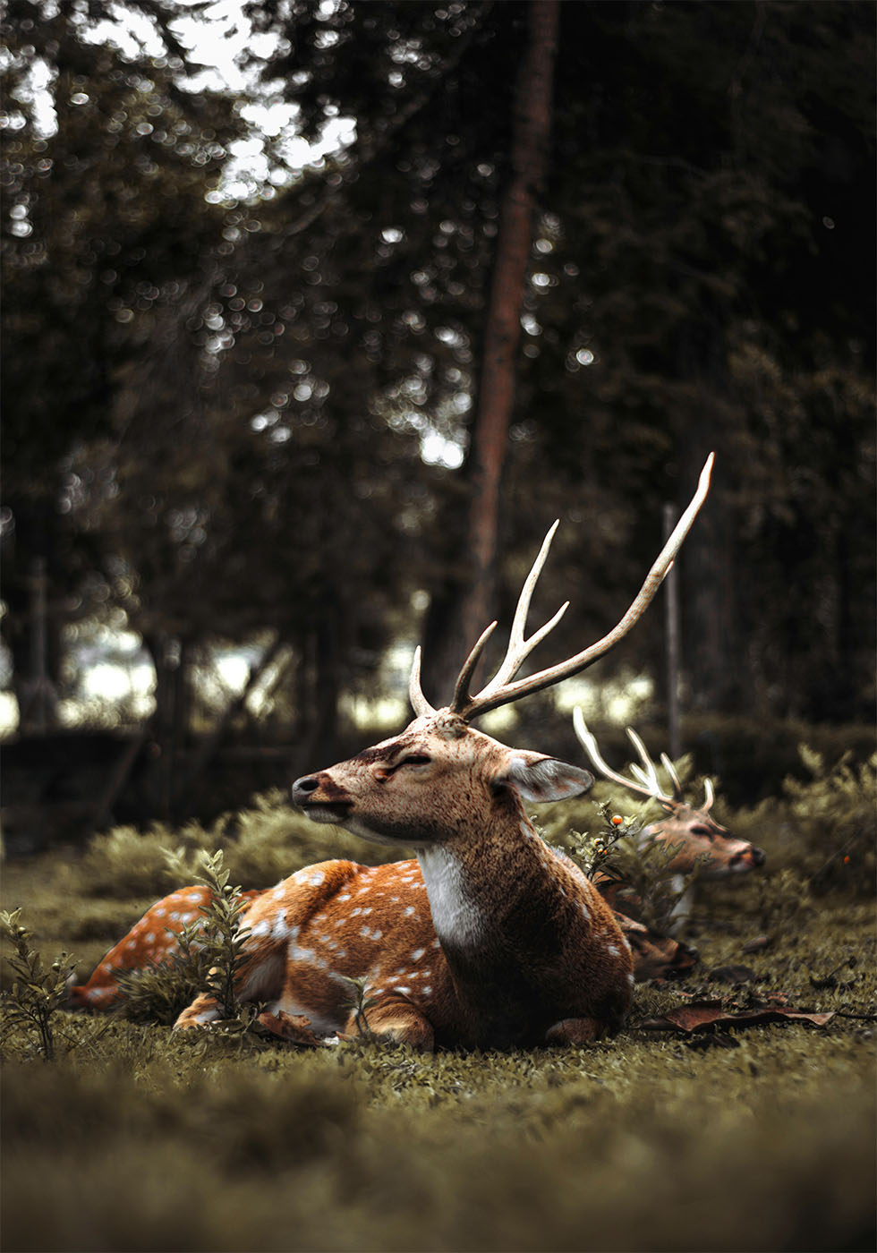 Deer In The Forest Poster - Posterbox.dk