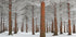 magical forest Plakat - Posterbox