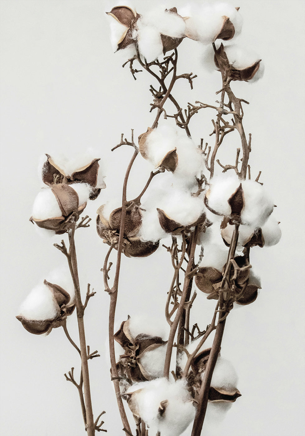 Dry Cotton Plant Poster - Posterbox.dk