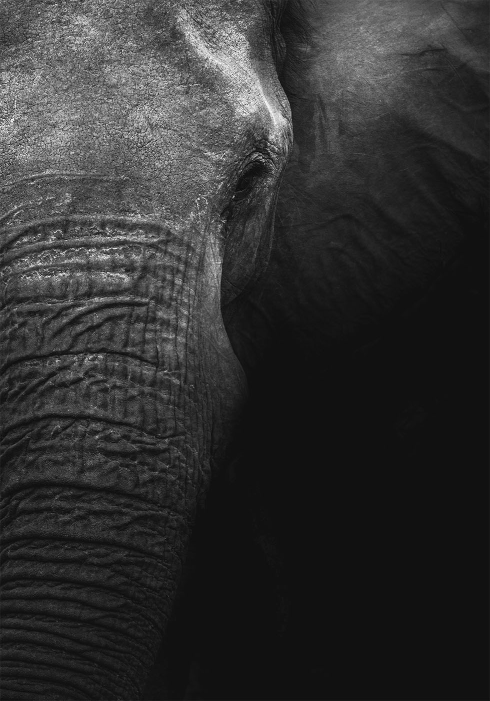 Elephant Poster - Posterbox.dk