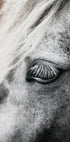 Eye of The White Horse Poster - Posterbox.dk