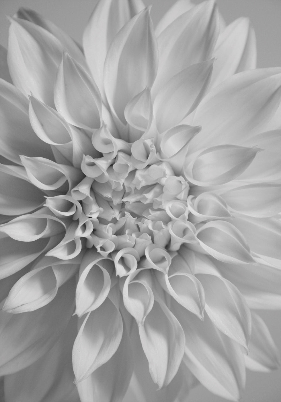 Flower Poster - Posterbox.dk