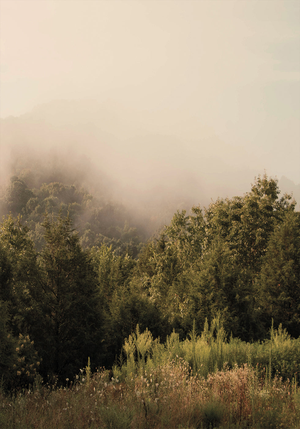 Foggy Forest Poster - Posterbox.dk