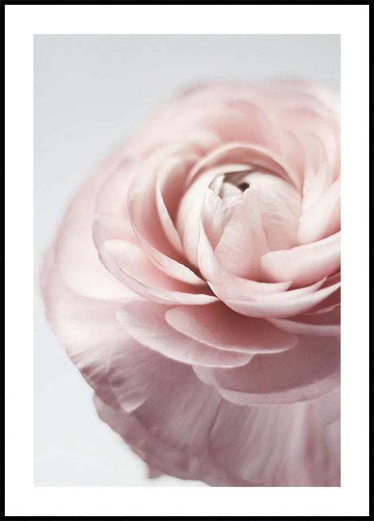 Pink Ranunculus Poster - Posterbox.dk