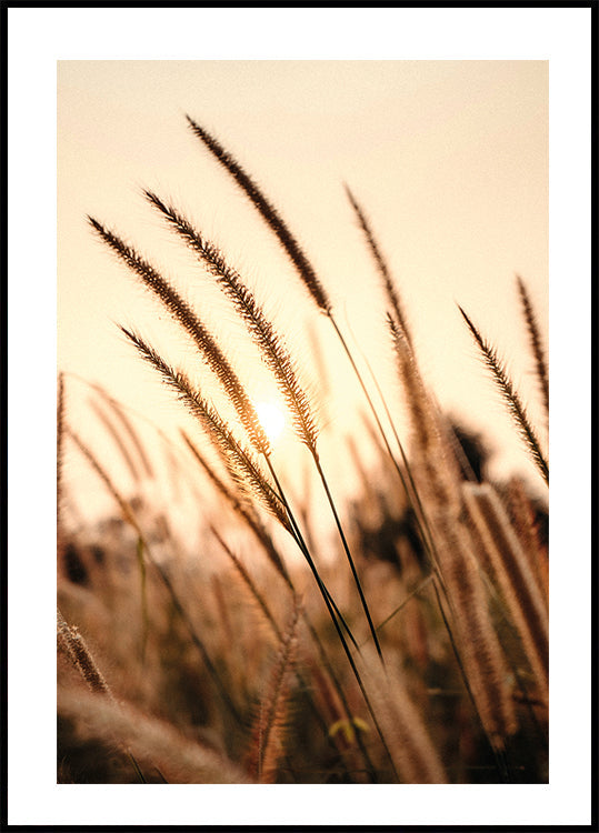Sunset Dry Grass Poster - Posterbox.dk