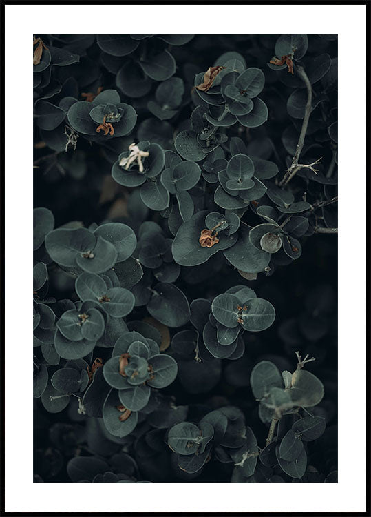 Dark And Green Botanical Poster - Posterbox.dk