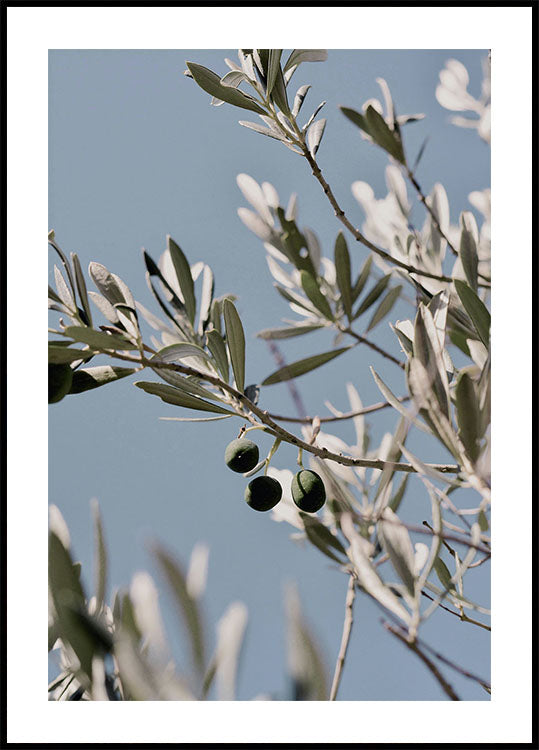 Olive Tree Branch Poster - Posterbox.dk