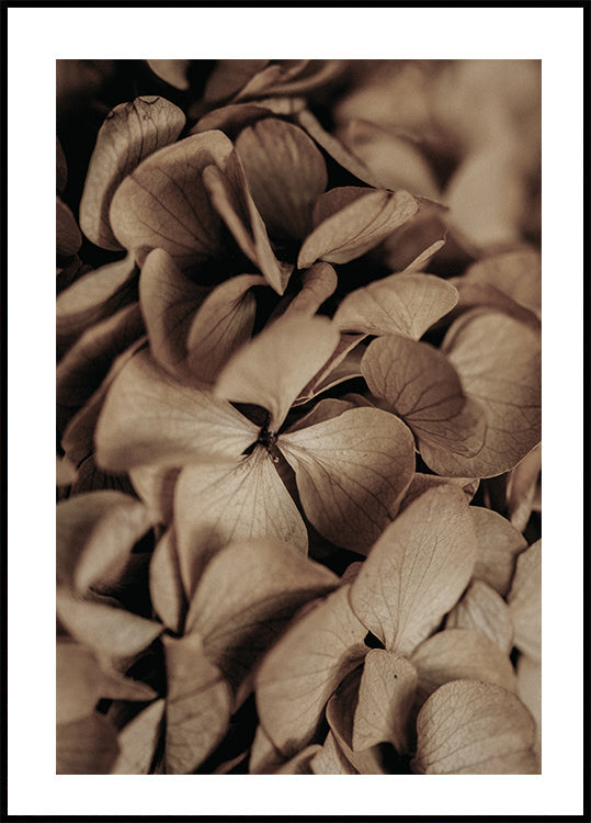 Dried Hydrangea Poster - Posterbox.dk