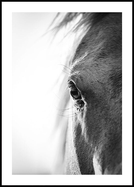 Horse Eye Poster - Posterbox.dk