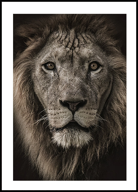 African Lion Poster - Posterbox.dk