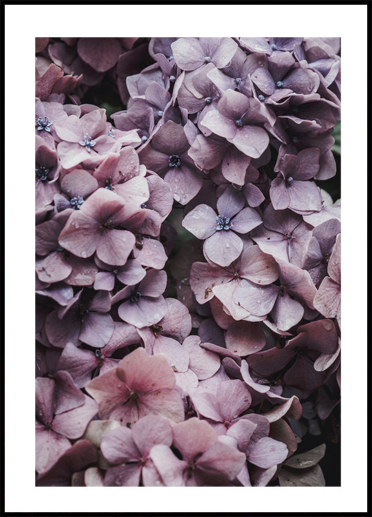 Pink Hydrangea Poster - Posterbox.dk