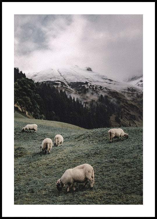Sheep In The Alps Poster - Posterbox.dk