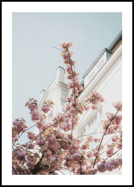 Cherry Blossom Poster - Posterbox.dk