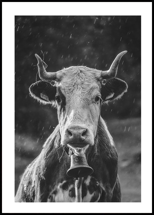 Cow With Bell Poster - Posterbox.dk
