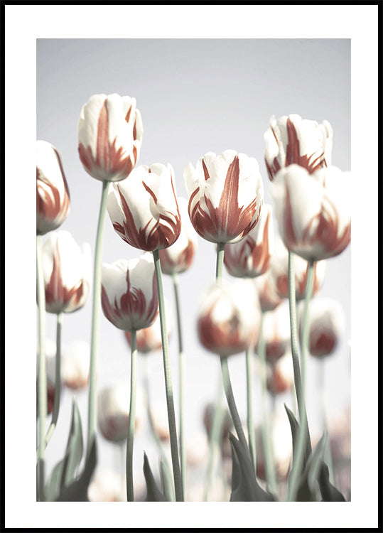 Dutch Tulips Poster - Posterbox.dk