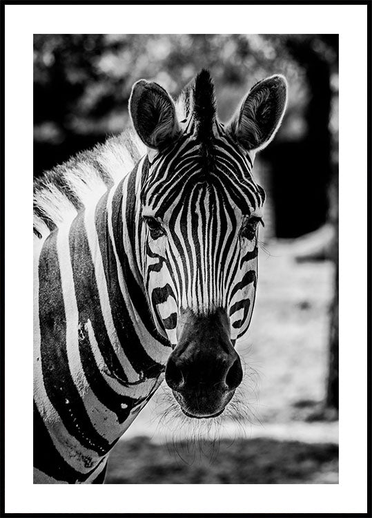 Zebra Poster - Posterbox.dk