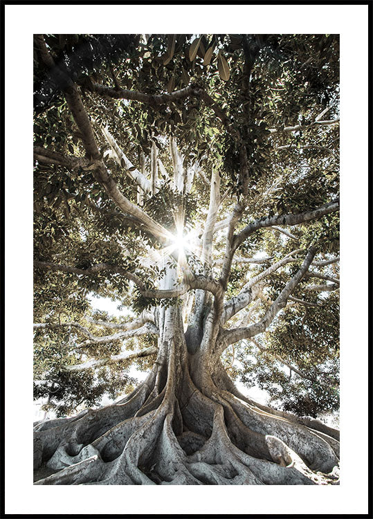 Tree with Large Roots Poster - Posterbox.dk