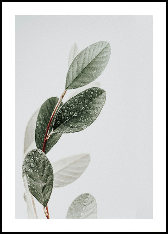 Dew On The Leaves Poster - Posterbox.dk