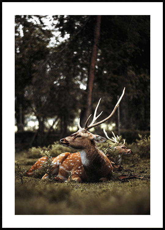 Deer In The Forest Poster - Posterbox.dk