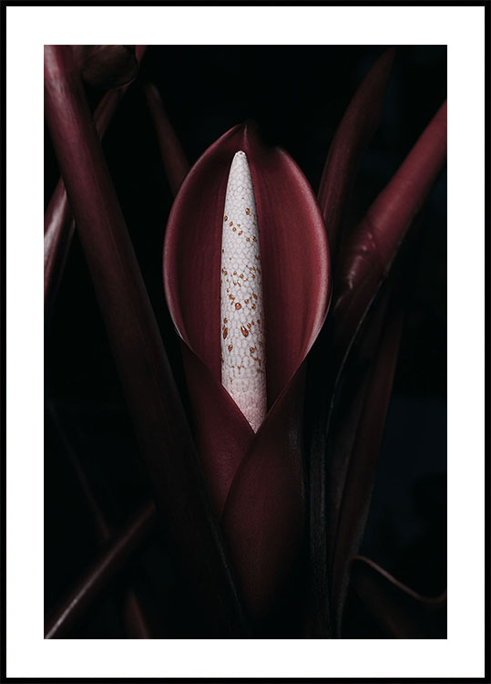 Philodendron Prince Poster - Posterbox.dk