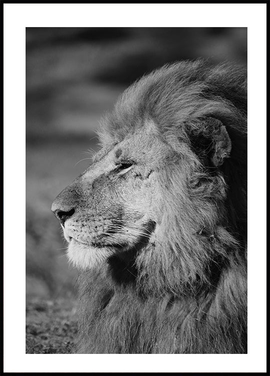 Male Lion Profile Poster - Posterbox.dk