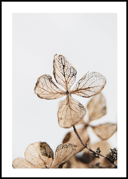 Four Leaves Plant Poster - Posterbox.dk