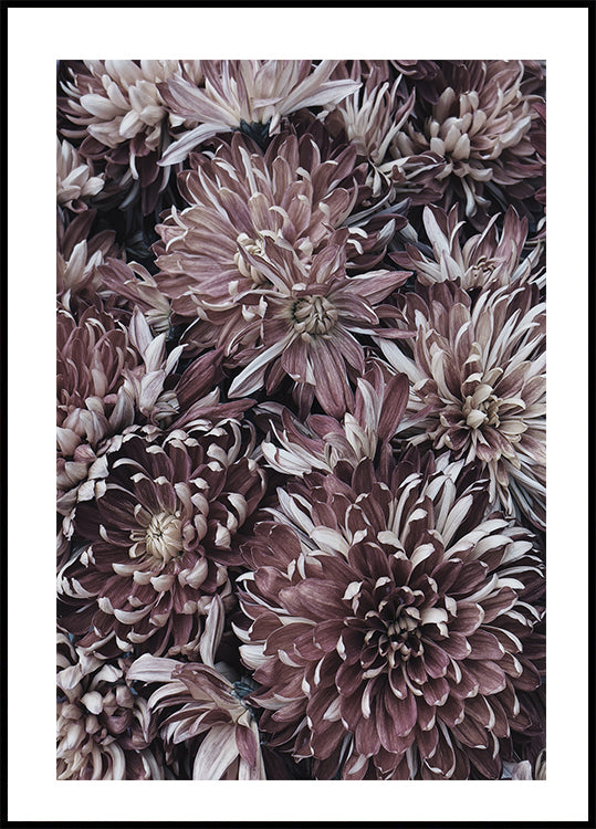 Dahlias Poster - Posterbox.dk