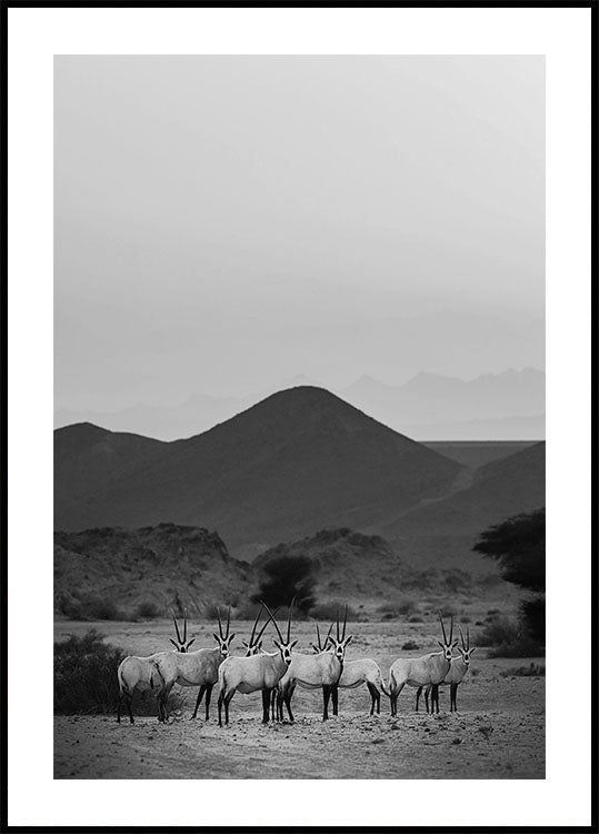 Arabian Oryx Walk The Sands Poster - Posterbox.dk