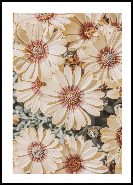 Dimorfoteca Poster - Posterbox.dk