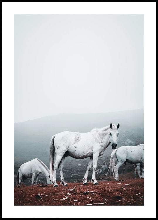 White Horses in The Fog Poster - Posterbox.dk