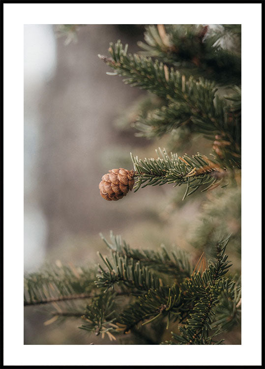 Pine Cones Poster - Posterbox.dk