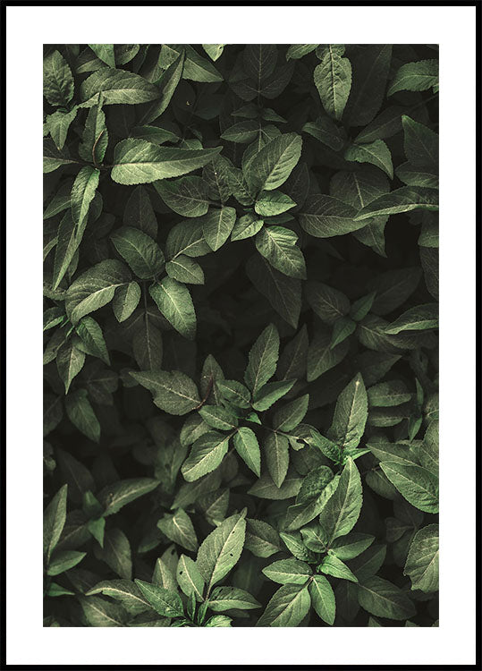 Garden Green No. 1 Poster - Posterbox.dk