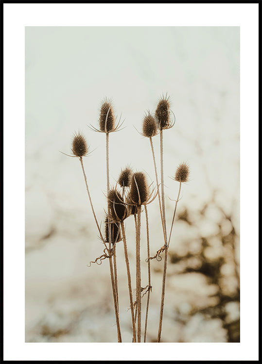 Reed's Poster - Posterbox.dk