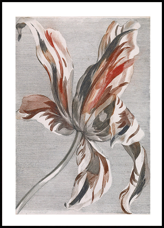 Tulip By Johan Teyler Poster - Posterbox.dk