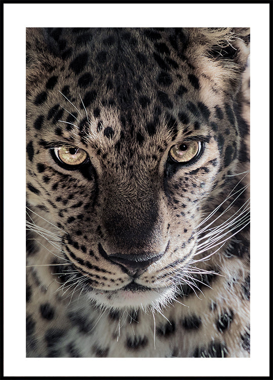Leopard Poster - Posterbox.dk