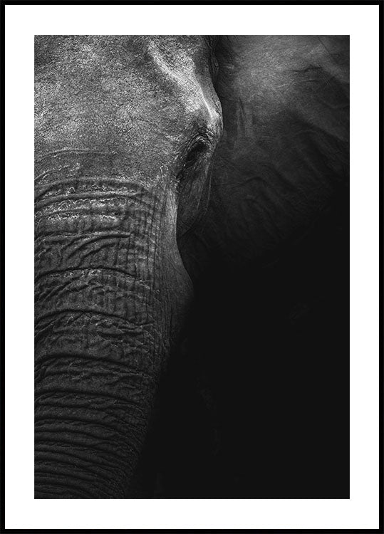 Elephant Poster - Posterbox.dk
