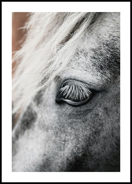 Eye of The White Horse Poster - Posterbox.dk
