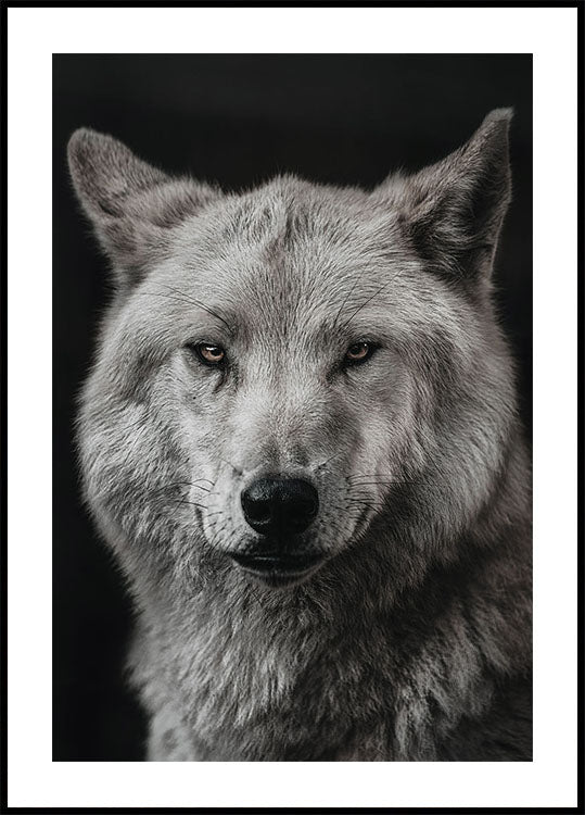 Gray Wolf Poster - Posterbox.dk